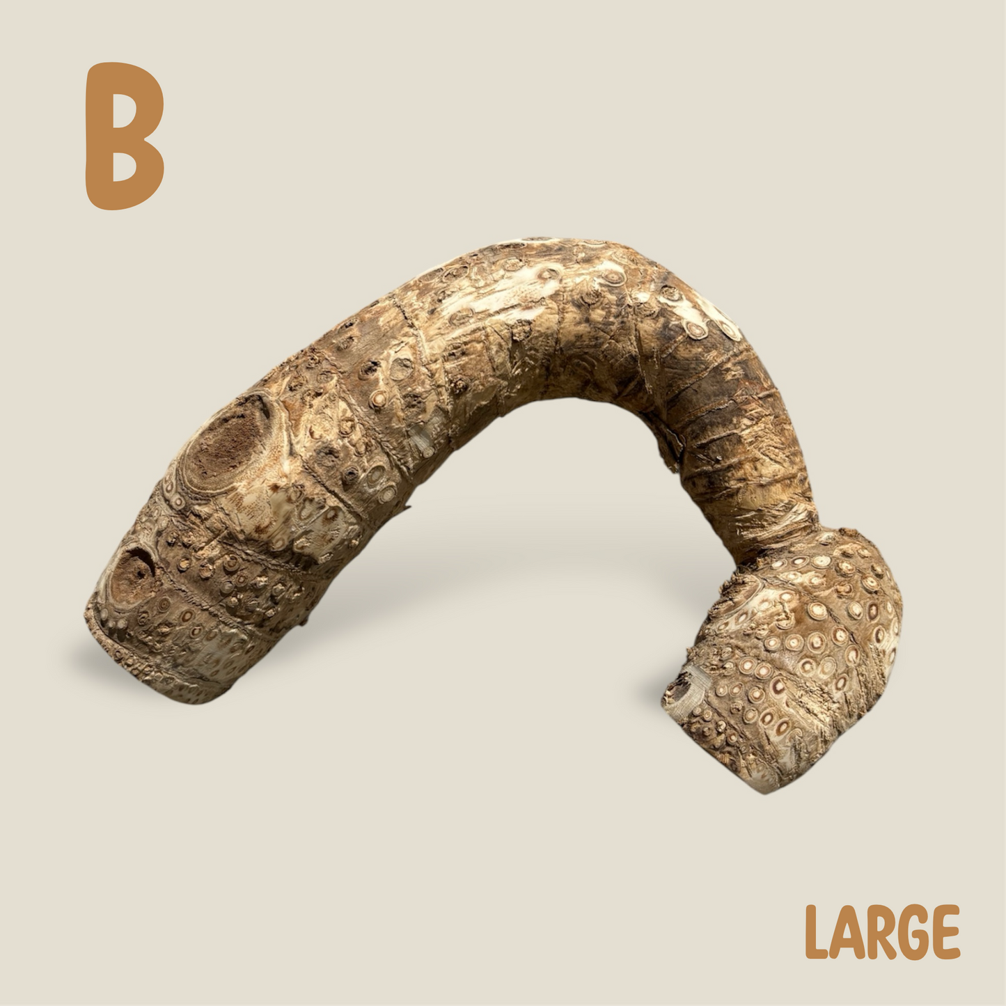 Bamboo Root