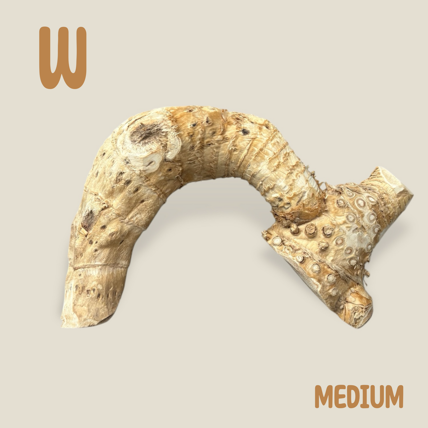 Bamboo Root