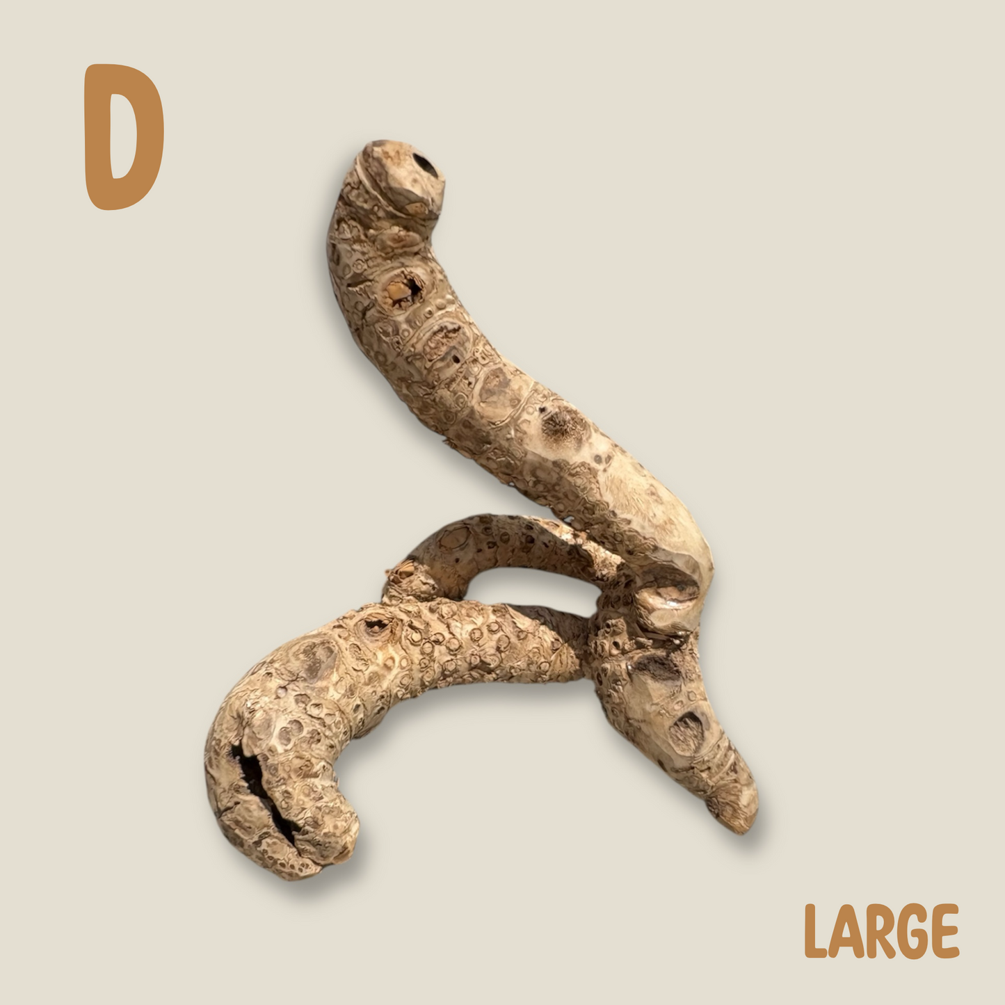 Bamboo Root