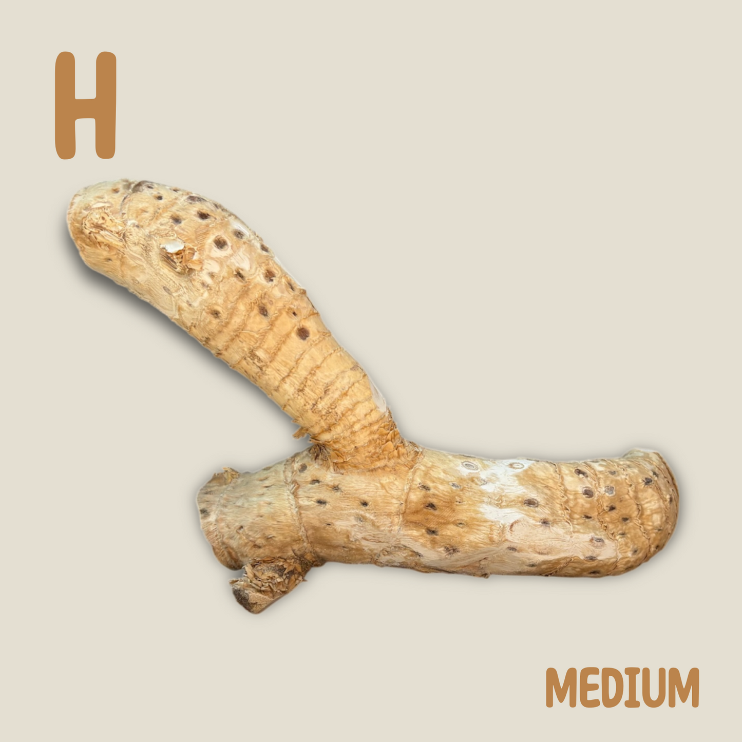 Bamboo Root