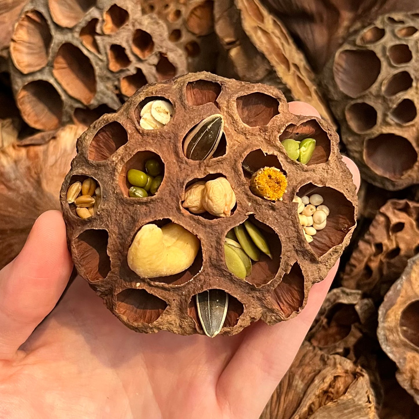 Lotus Pod Enrichment