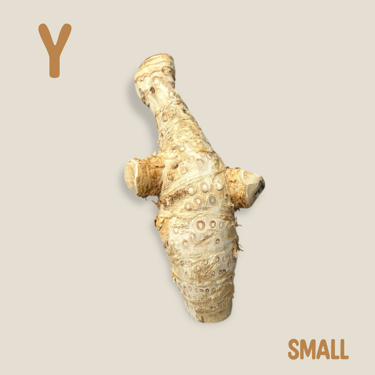 Bamboo Root