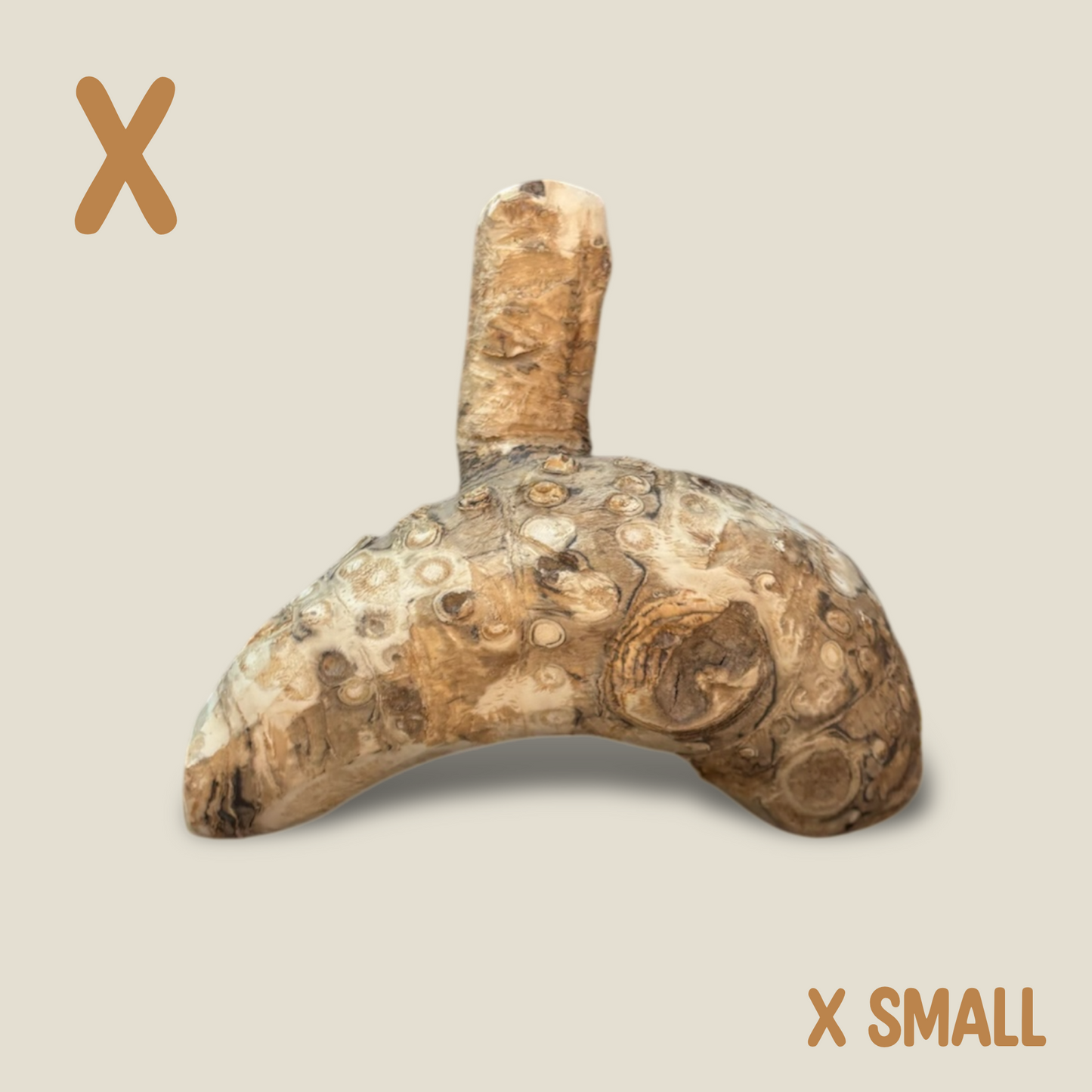 Bamboo Root