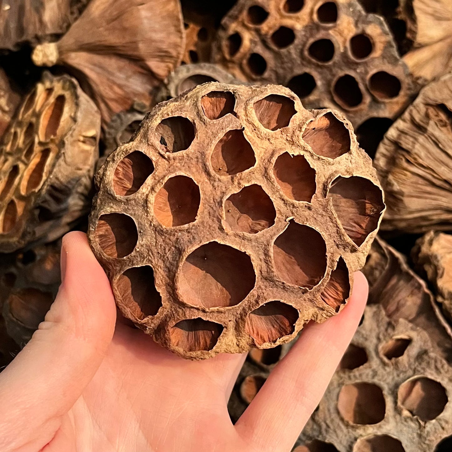 Lotus Pod Enrichment