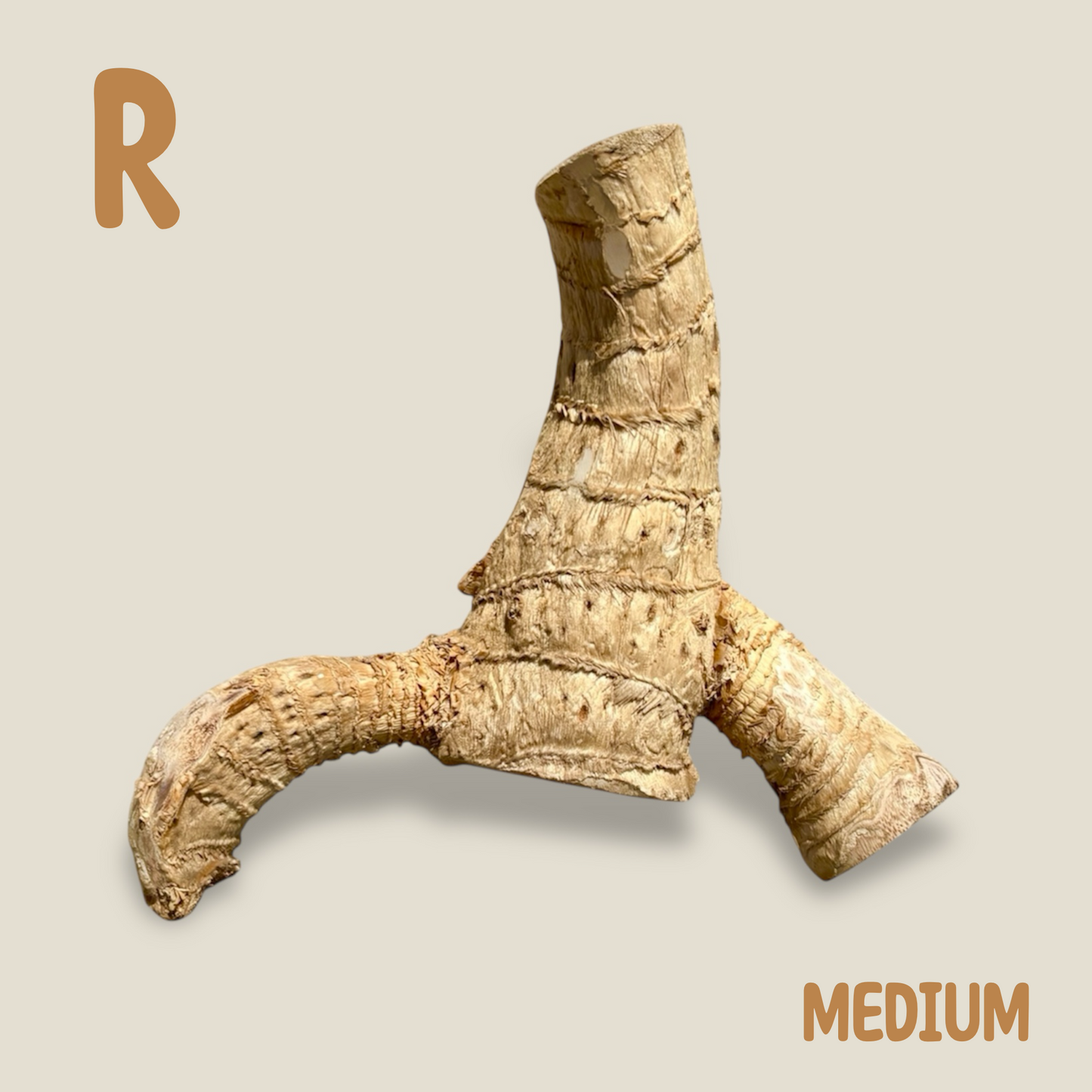 Bamboo Root