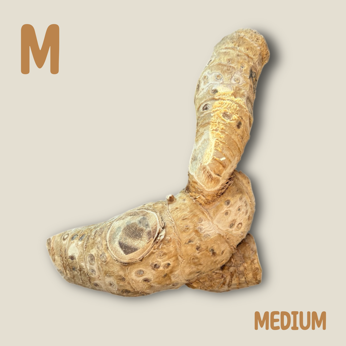 Bamboo Root