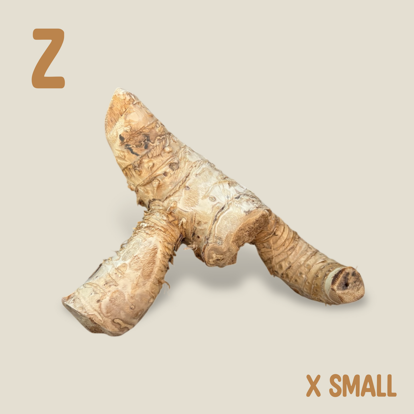 Bamboo Root