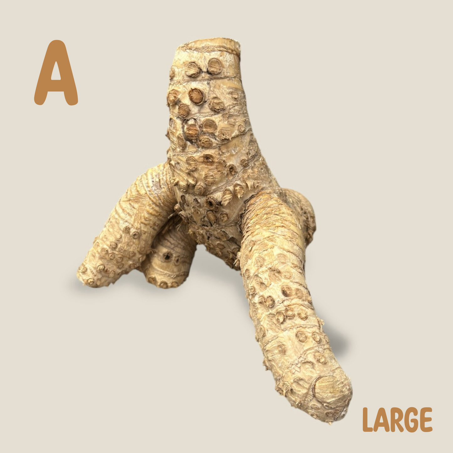 Bamboo Root