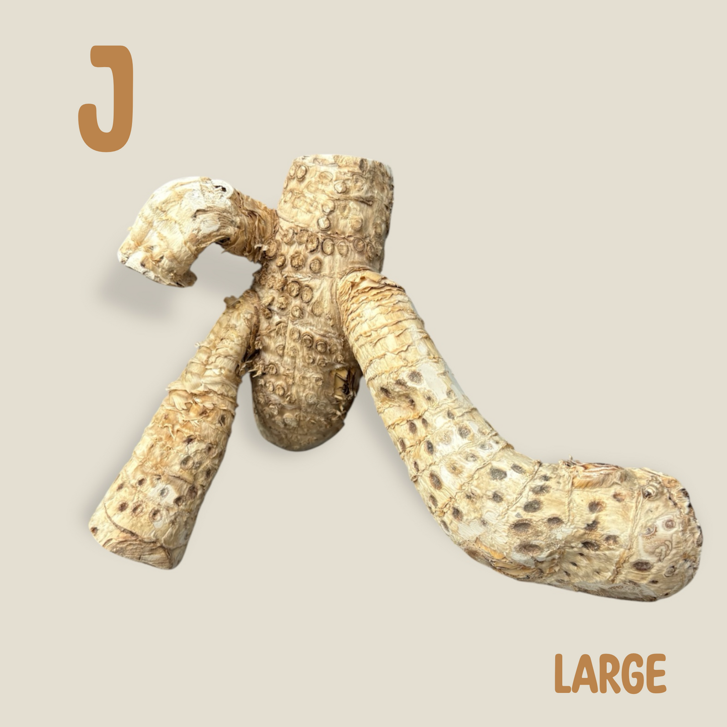 Bamboo Root