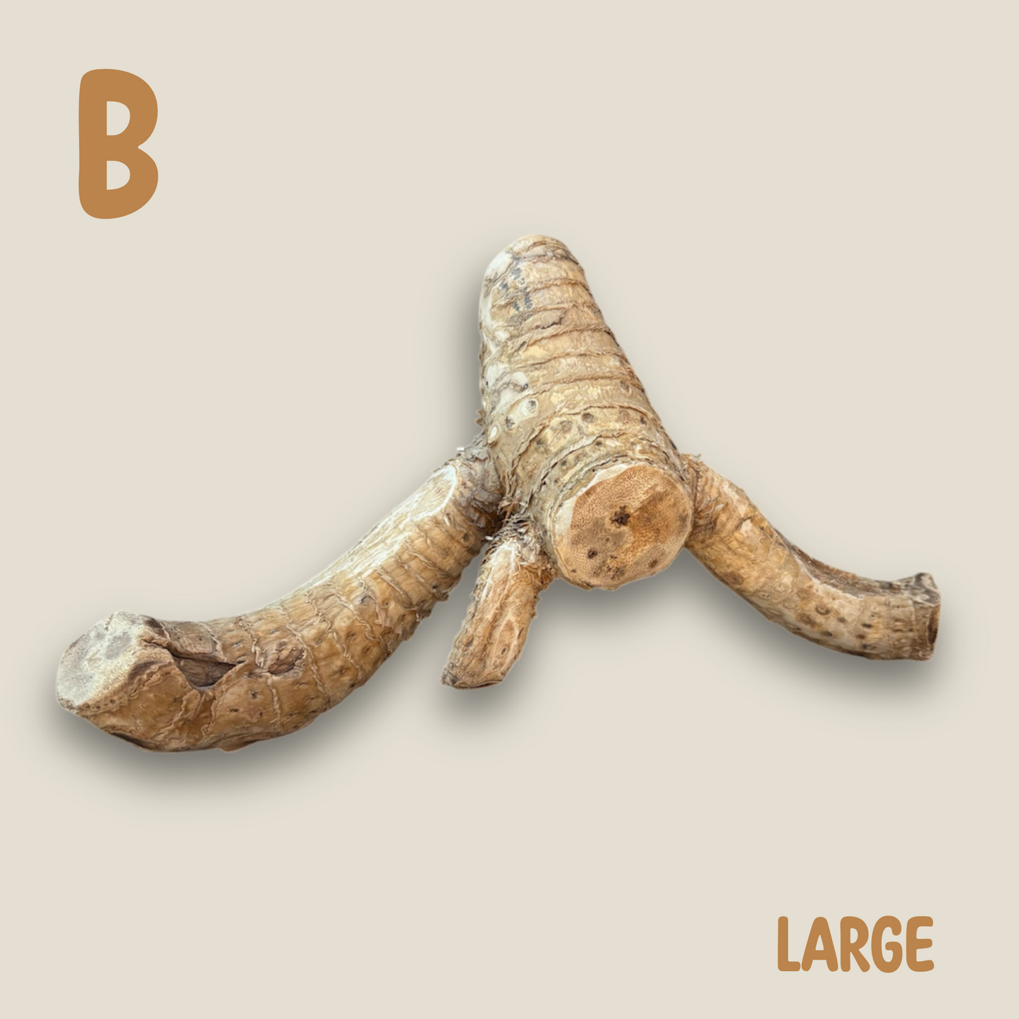 Bamboo Root