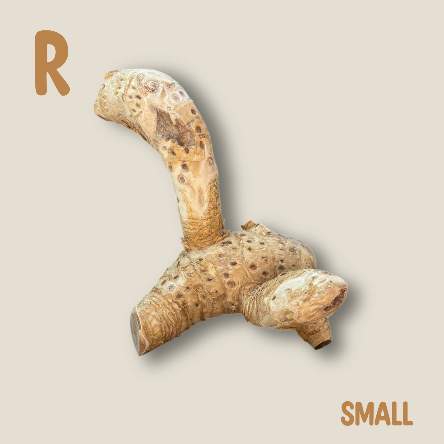 Bamboo Root