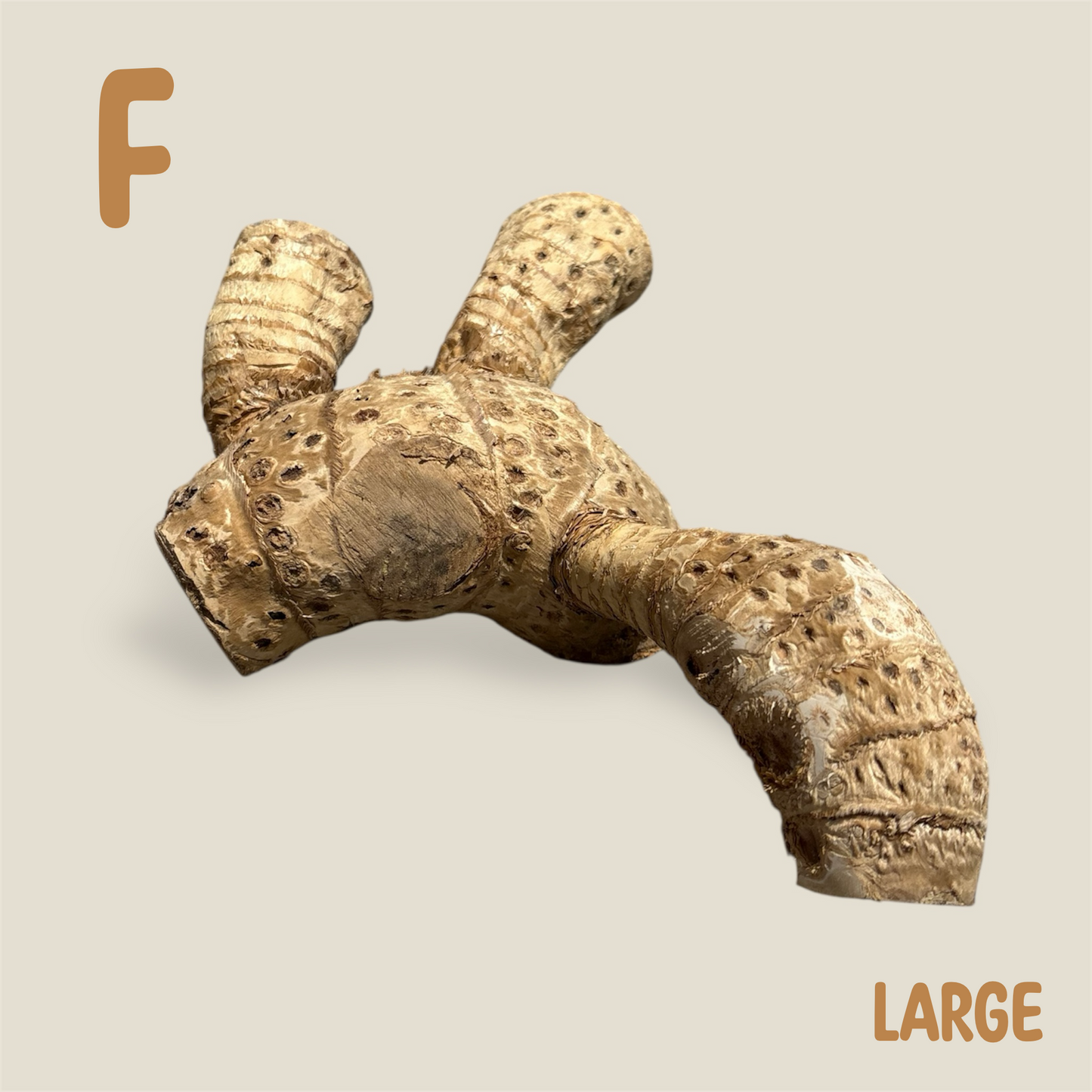 Bamboo Root