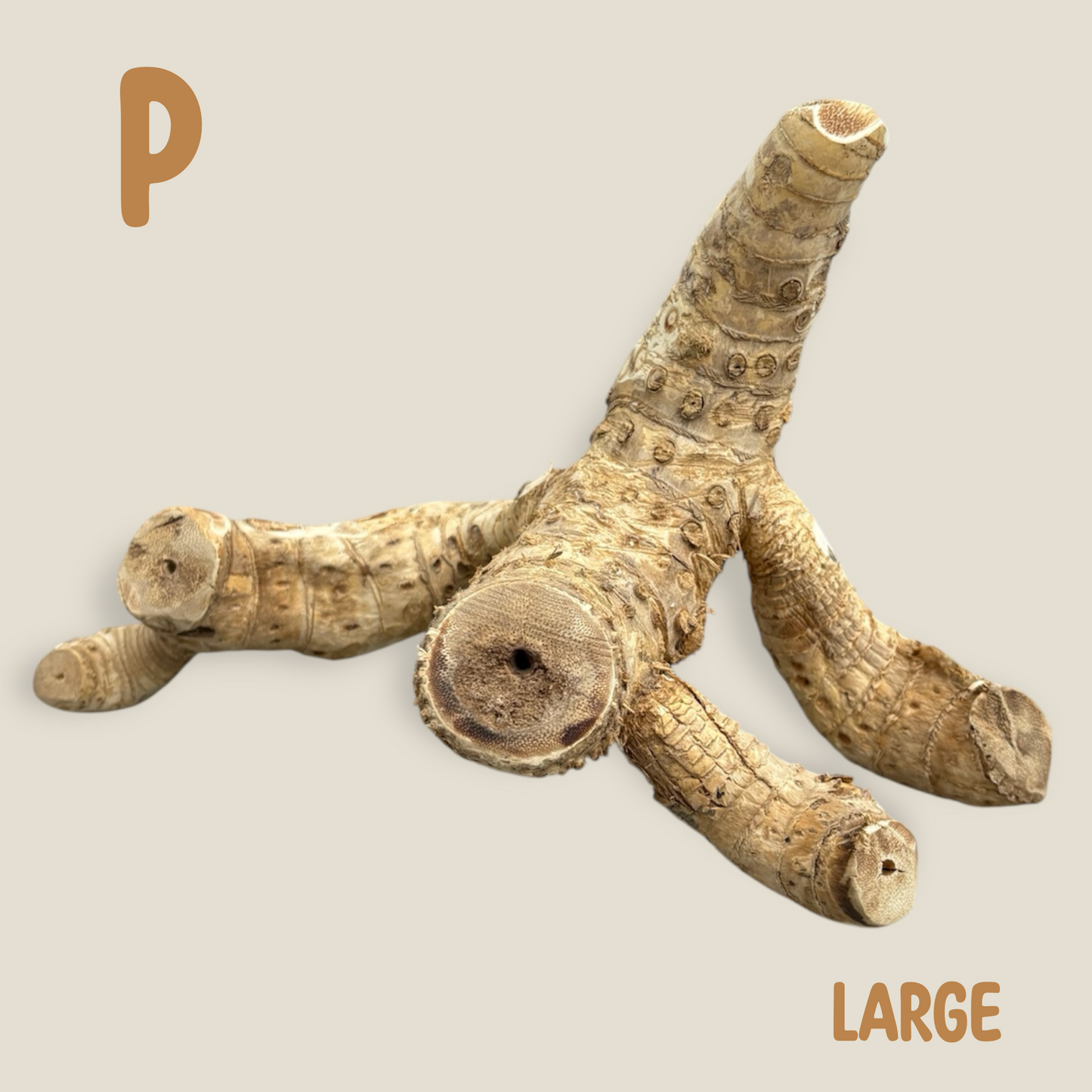 Bamboo Root