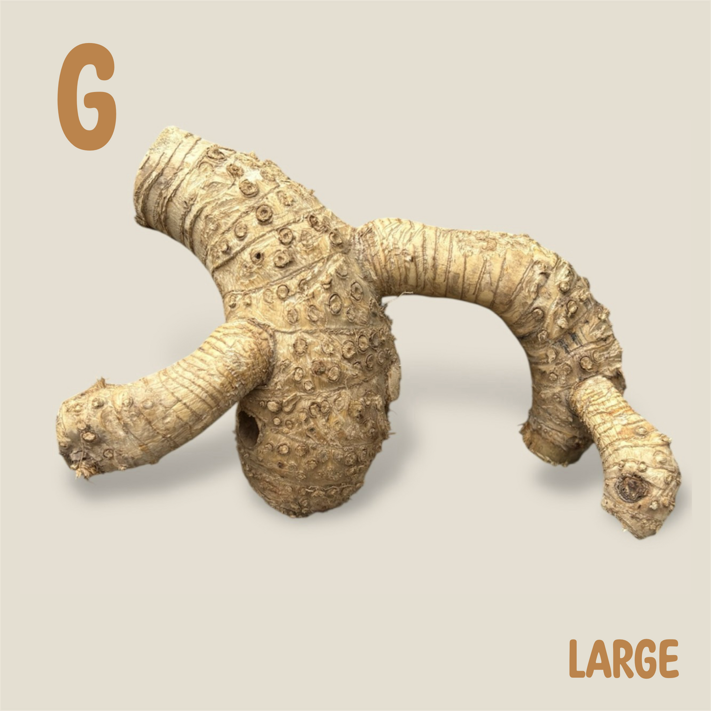Bamboo Root
