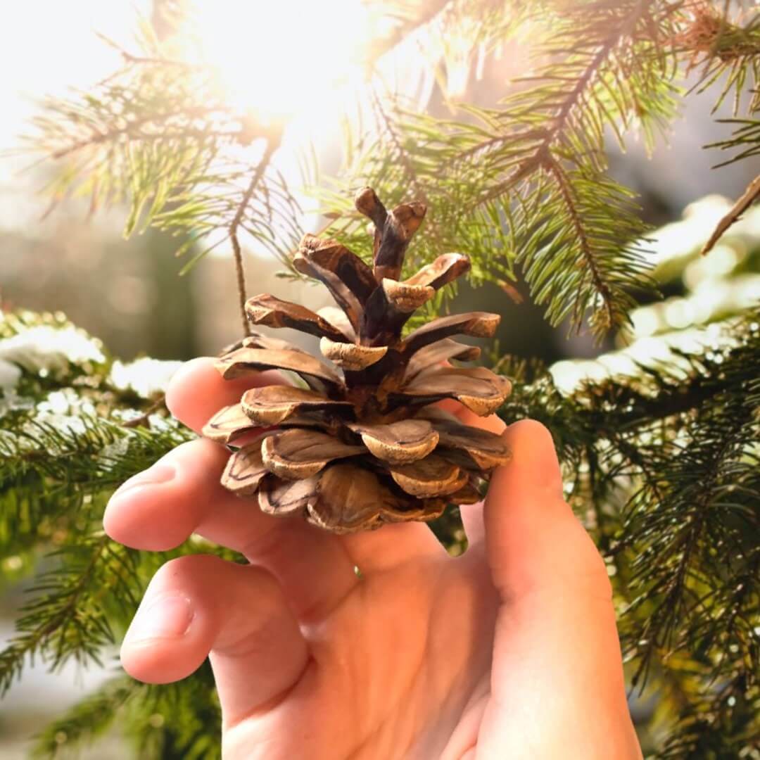 Organic Small Pine Fir Cones Pet Chew Toy