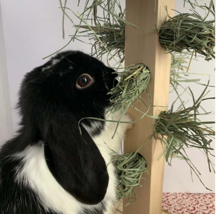 Black rabbit using enrichment tower filled with hay. Wooden furniture made for pet rabbits.