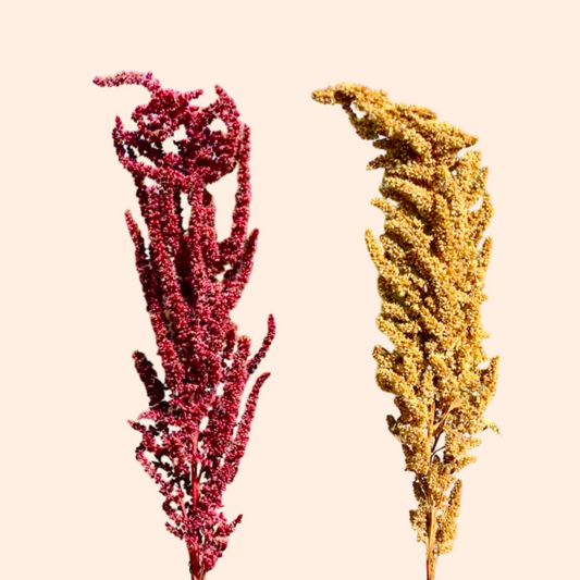 Amaranth Spray Red and Orange