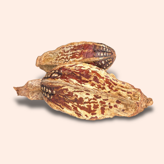 Mahogany Pod Chew