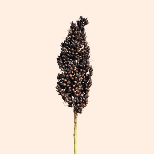 Black Sorghum Spray