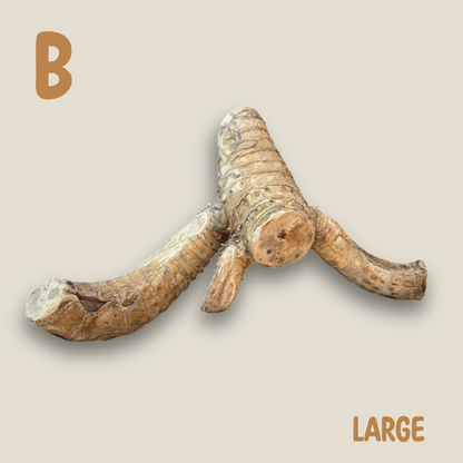 Bamboo Root