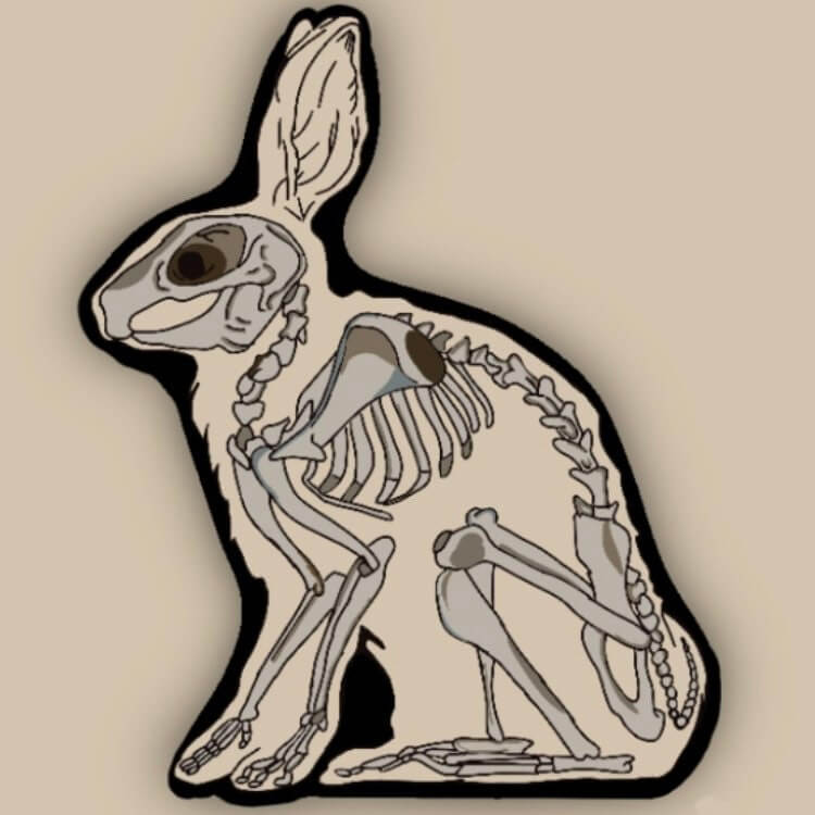 Rabbit skeleton anatomy art sticker small 