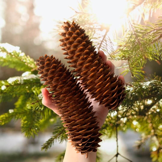 Jumbo sugar pinecone chew toy for small animals. Rabbit, guinea pigs and chinchilla natural chew toy.