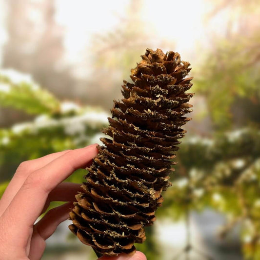 Sugar pine cone large jumbo natural pine cone chew toy for rabbits, guinea pigs and chinchillas. Flavoured toy for small pets, banana flavoured pine cone chew. 