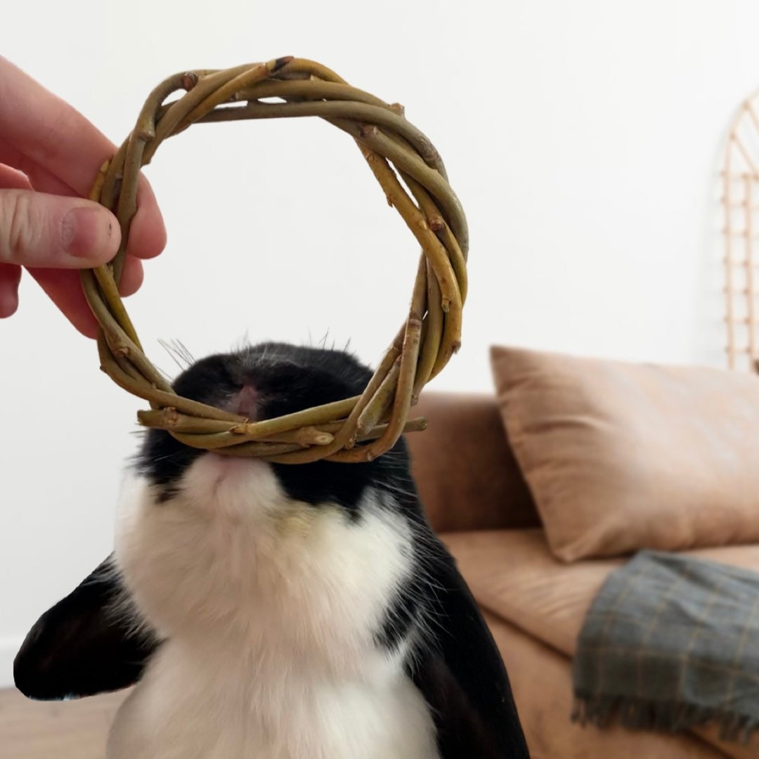 Cute rabbit chewing a willow ring toy made for small animals.